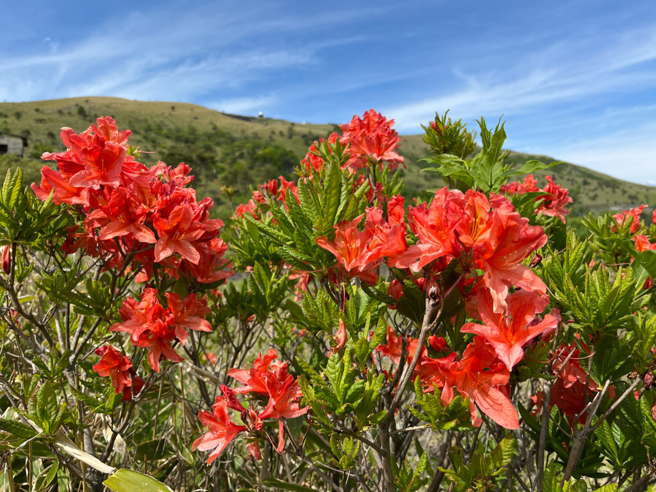 ビーナスラインのレンゲツツジの開花状況と霧ヶ峰ニッコウキスゲの開花予報 寛ぎの諏訪の湯宿 萃sui 諏訪湖 公式hp 露天風呂付き客室