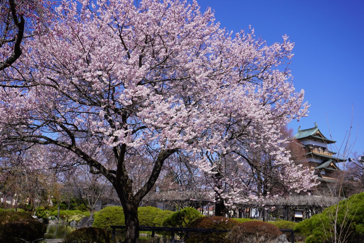 がま渓流　紫苑　硬調720 桜開花状況／高島公園〜 – 寛ぎの諏訪の湯宿 萃sui-諏訪湖【公式HP