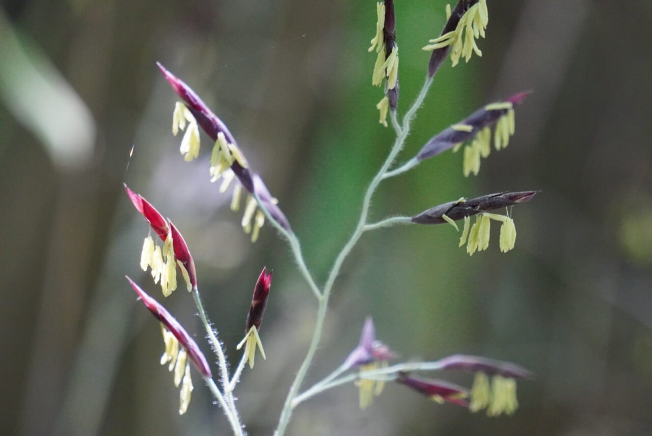 〜笹の花一斉開花(春宮から万治の石仏の道端)〜 – 寛ぎの諏訪の湯宿 萃sui-諏訪湖【公式HP】露天風呂付き客室