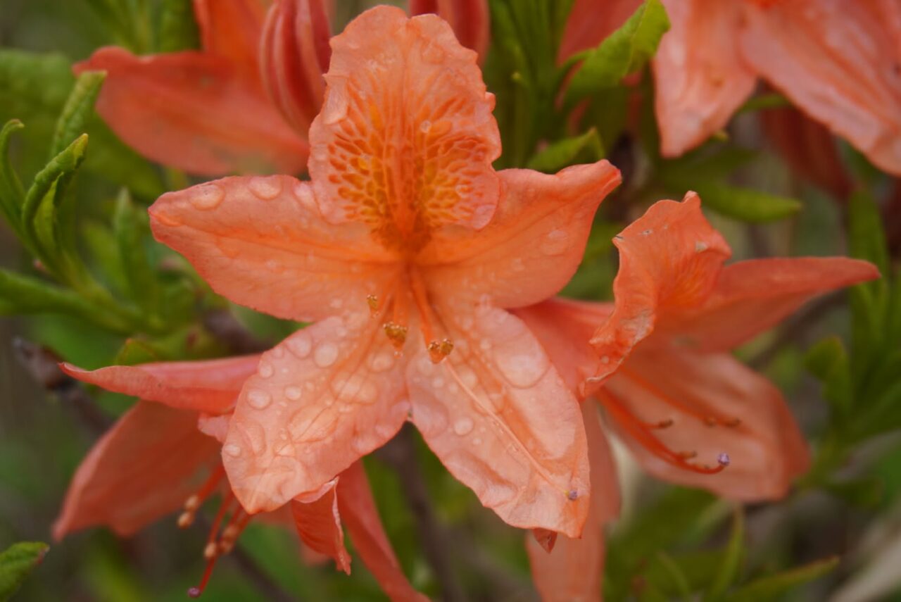 霧ヶ峰のレンゲツツツジ開花状況〜 – 寛ぎの諏訪の湯宿 萃sui-諏訪湖